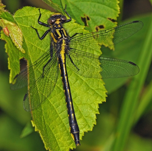 Female
15 June 2014  Rusk, WI